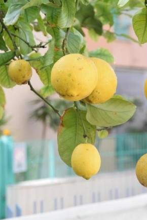 Il Giardino Dei Limoni Gaeta